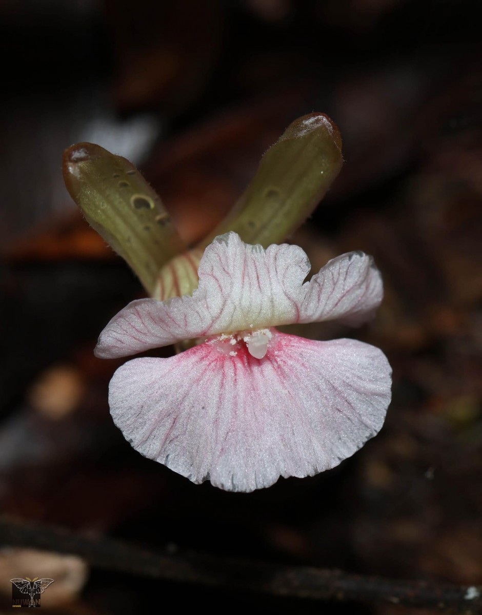 Cyphostigma pulchellum (Thwaites) Benth.